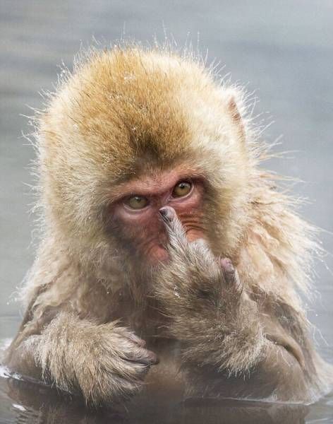 33 Killer Pics To Make Your Weekend Great Again - Funny Gallery Japanese Macaque, Snow Monkey, A Monkey, Monkeys Funny, Little Monkeys, Primates, Funny Animal Pictures, 귀여운 동물, Cute Funny Animals