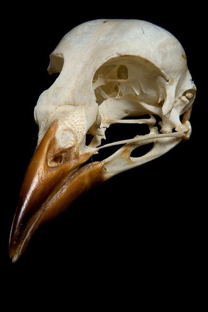 Bird Skull    Skull belonging to an unknown American bird species, possibly Cow Bird. Bird Skulls, Bird Bones, Dog Baby Announcement, Skull Reference, Animal Skeletons, Vulture Culture, Skeleton Bones, Bone Art, Bird Skull