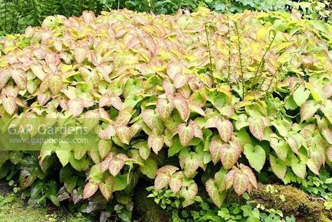 Dryopteris affinis cristata and mature clump of Epimedium x versicolor - Fresh foliage in May Dryopteris Affinis, Woodland Ferns, Plant Photography, Garden Plants, Gap, Stock Photos, Plants, Photography