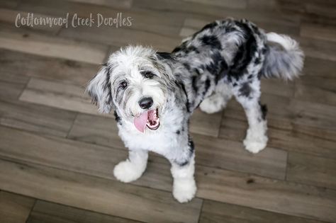 COTTONWOOD CREEK DOODLES | Aussiedoodles & Bernedoodles.    Blue Merle Aussiedoodle from www.cottonwoodcreekdoodles.com Aussiedoodle Grooming, Blue Merle Aussiedoodle, Merle Aussiedoodle, Doodle Cuts, Aussie Doodle, Doodle Dogs, Dog Faces, Doodle Puppy, Dog Grooming Business