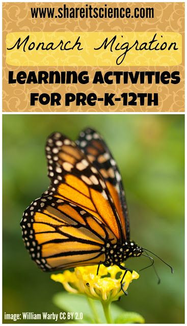 Share it! Science News : Monarch Migration, Ideas for Pre-K-12 Monarch Migration Activities, Monarch Butterfly Lesson Plans, Monarch Butterfly Unit Study, Preschool Migration Activities, Butterfly Migration Activity, Monarch Butterfly Activities For Kids, Migration Activities For Kids, Steam Elementary, Science Activities For Preschool