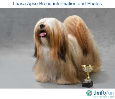 This is a guide about Lhasa Apso breed information and photos. These small dogs originated hundreds of years ago in Tibet. Their small size makes them a good choice for apartment dwellers. Staffordshire Bull Terriers, Dog Hair Removal, Bernese Mountain Dogs, Boxer Puppies, Best Dog Breeds, Pugs Funny, Lhasa Apso, Border Collies, Lhasa