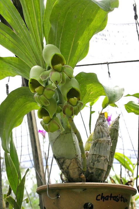 Catasetum Orchids, Monkey Orchid Flowers, Orchid On Tree Trunk, Mt Kinabalu, Orchid Nursery, Anacacho Orchid Tree, Monkey Faced Orchids, Cooktown Orchid, Rare Orchids