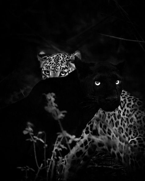 Jennie Virt, Panther, Black And White, White, Black