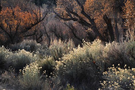 m k / selwood. Los Padres National Forest, Pine Mountain, Conifer Trees, Wildlife Habitat, Forest Service, Into The Woods, Exotic Plants, Fantasy Landscape, Autumn Inspiration