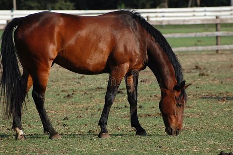 Horse Eating Grass Drawing, Horses Poses, Horse Disciplines, Horse Eating, Grazing Horse, Horse Grazing, Horse Poses, Grass Drawing, Horse Reference