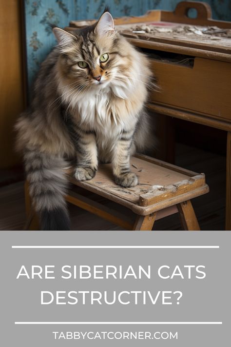 Are Siberian Cats Destructive Siberian Cat Colors, Siberian Cat Kitten, Siberian Kittens, Siberian Cats, Cat Hacks, Siberian Cat, Know The Truth, Cat Colors, Cat Owners