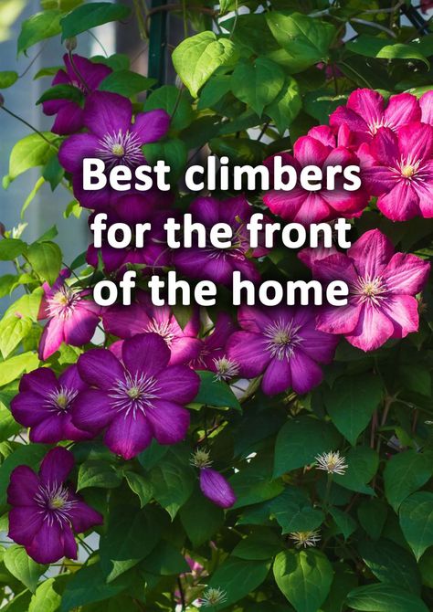 The front of your home is the place where very first impressions are made. Climbing plants can introduce beautiful scented blooms and help to soften masonry construction. Here I list 10 of the very best climbers for the front of the home. Best Climbing Plants, Plants For Fall, Masonry Construction, Fall Plants, Climbing Plants, Landscaping Plants, First Impressions, Tropical Plants, Fall Colors