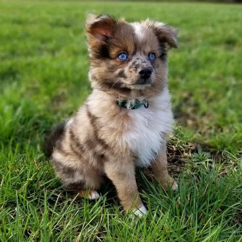 Aussie Pomeranian, Mini Pomeranian Puppies, Corgi Pomeranian Mix Puppies, Pomeranian Mix Puppies, Aussie Pomeranian Mix Puppy, Golden Retriever Mix Puppies, Australian Shepherd Husky, Australian Shepherd Mixed With German Shepherd, Husky Mixed With Pomeranian