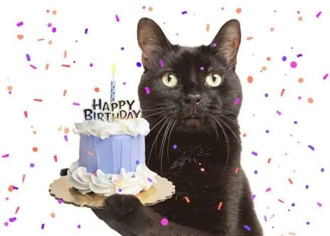 Cake Humor, Holding Birthday Cake, Cat Birthday Wishes, Cat Birthday Funny, Happy Greetings, Happy Birthday Cat, Character Inspiration Girl, Funny Happy Birthday Wishes, Kitty Cake