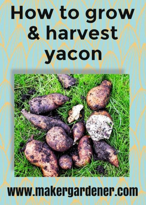 How to grow and harvest Yacon at home. another name Peruvian Ground Apple. #yacon #growyacon #peruviangroundapple - Maker gardener, Yacon Root Recipes, Edible Roots, Growing Vegetables At Home, Food Forests, Sweet Potato Plant, Food Forest Garden, Plant Vegetables, Permaculture Garden, Flower Displays