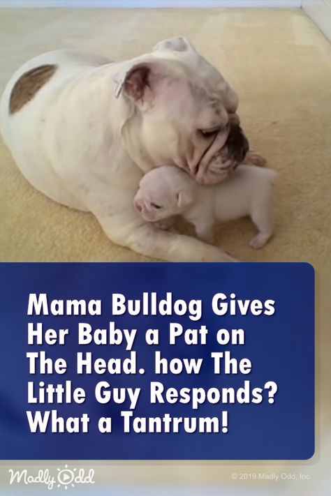 Mama Bulldog gives her baby a pat on the head. How the little guy responds? What a tantrum! #dogs #funnyanimals #cute #dog #pets #animals #funny #video #puppy #puppies #bulldogs via @madlyoddcom Anatomy Head, Baby Bulldogs, Laughing Animals, Baby Bulldog, Cute Bulldog Puppies, Funny Puppies, Very Cute Puppies, Really Cute Puppies