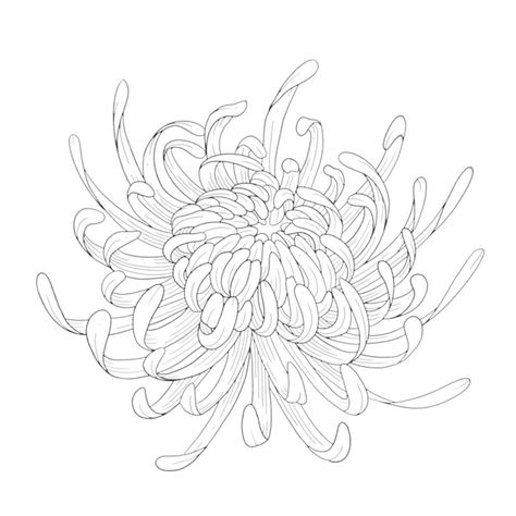 Chrysanthemum Illustration Simple, Chrisantem Tattoo, Chrysanthemum Photography, Chrysanthemum Sketch, Crysantenum Flower, Chrysanthemum Drawing, Viet Art, Ancient Art Tattoo, Peony Design