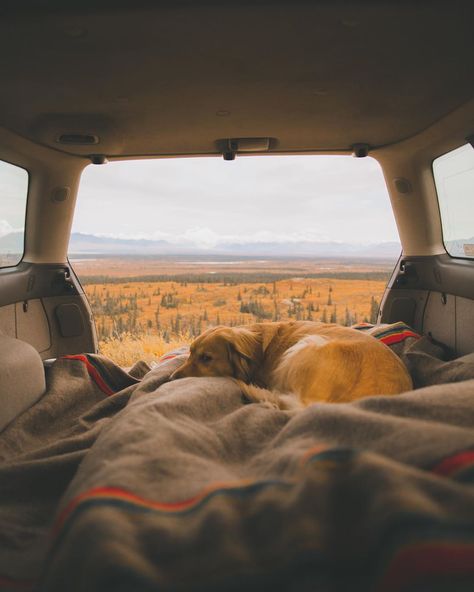 Adventure Dog on Instagram: “cozy car camping in Alaska ❤️” Road Trip With Dog, Dog Days Are Over, Pony Rider, Camping Aesthetic, Scenery Photography, Dog Camping, Dog Adventure, Dog Car, Dog Travel