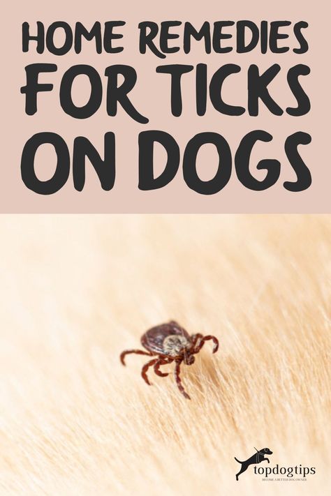 Natural Remedies For Ticks On Dogs, Home Remedy For Ticks On Dogs, Ticks On Dogs Get Rid Of, Natural Flea And Tick For Dogs, How To Get Ticks Off Dogs, Essential Oils For Ticks On Dogs, Remove Ticks From Dogs, How To Get Rid Of Ticks On Dogs, Natural Tick Repellent For Dogs