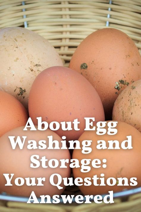 Washing Farm Fresh Eggs, Storing Farm Fresh Eggs, Fresh Chicken Eggs Shelf Life, Egg Freshness Chart, Fresh Egg Shelf Life, How To Wash Fresh Eggs, How To Sell Farm Fresh Eggs, Small Roadside Egg Stand, Daily Egg Organizer