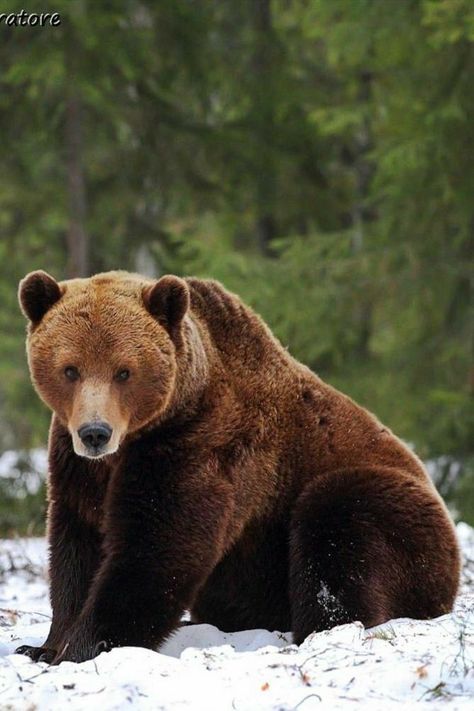 Bear Bedding, Bear Clothing, Bear Jewelry, Bear Pillow, Bear Photos, Animal Study, Perfectly Timed Photos, Bear Pictures, Bear Hoodie