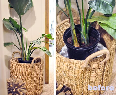 DIY Moss Potted Plant Decorative Cover for Basket | …love Maegan Plant Baskets Indoor, Plants In Wicker Baskets Indoor, Basket Pots For Plants, Plant Basket Ideas, Plants In Baskets Indoor, Basket Planters Indoor, Plant Basket Diy, Plant In Basket, Baskets For Plants