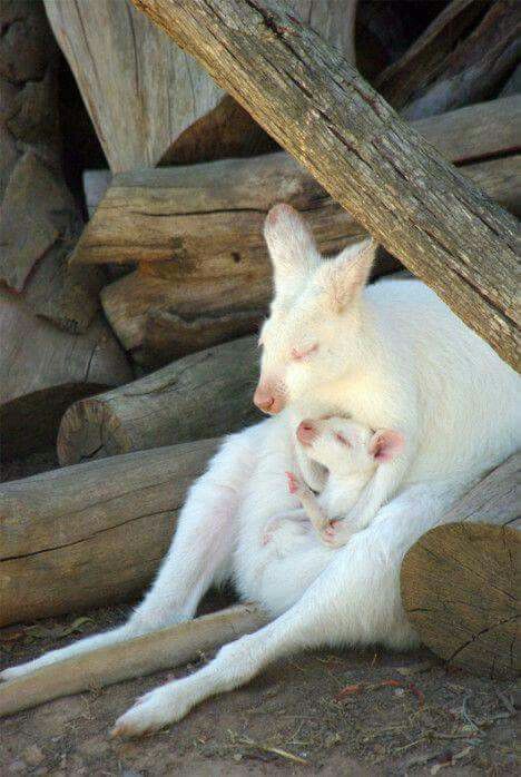 Beautiful Mama & Joey Albino Kangaroo, White Kangaroo, Rare Albino Animals, Baby Joey, Kangaroo Baby, Baby Parenting, White Animals, Wood Pile, Matka Natura