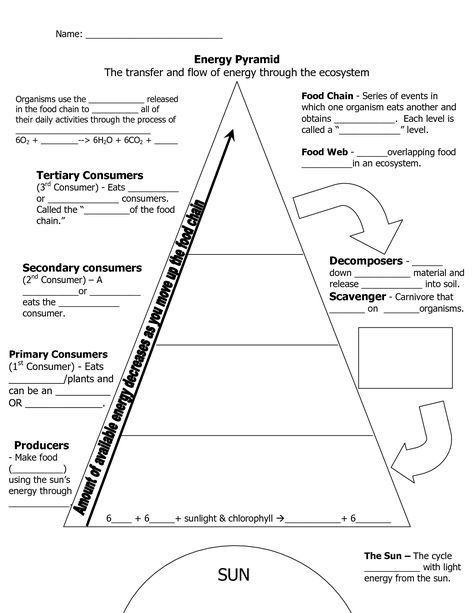 Doodle Notes Science, Ecological Pyramid, Human Footprint, Ecological Succession, Food Webs, Biology Worksheet, Energy Pyramid, Biology Classroom, 7th Grade Science