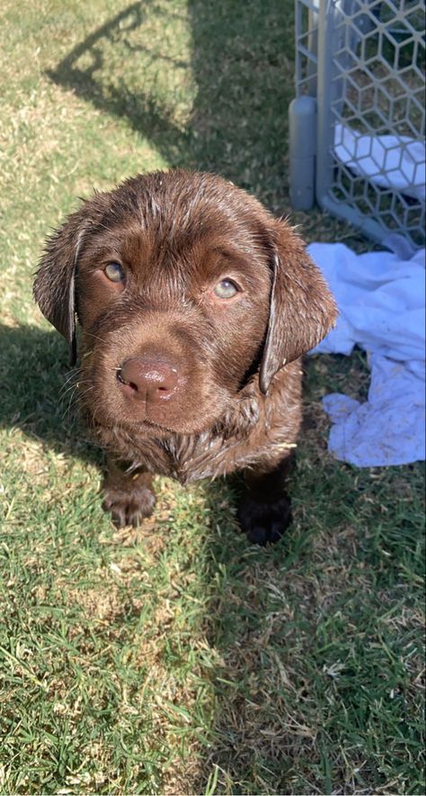 Chocolate Lab With Green Eyes, Chocolate Lab With Blue Eyes, Chocolate Lab Blue Eyes, Chocolate Lab Aesthetic, Brown Lab Puppy, Dog With Green Eyes, Brown Lab, Chocolate Lab Puppy, Chocolate Lab Puppies