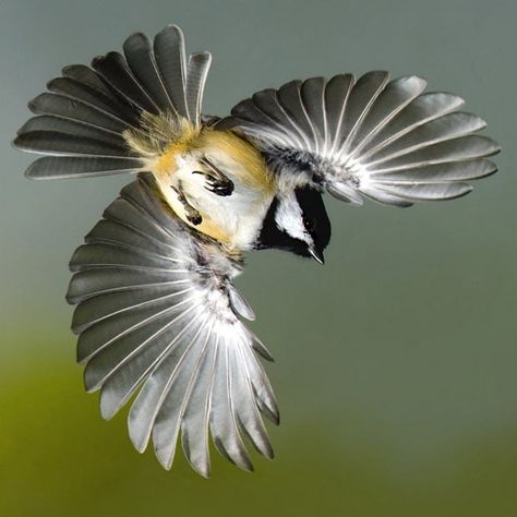 Birds in mid-flight photographed by Roy Hancliff Chickadee Tattoo, Chickadee Bird, Black Capped Chickadee, Birds In The Sky, Bird Wings, Kinds Of Birds, Animal Pics, Small Pictures, Bird Pictures