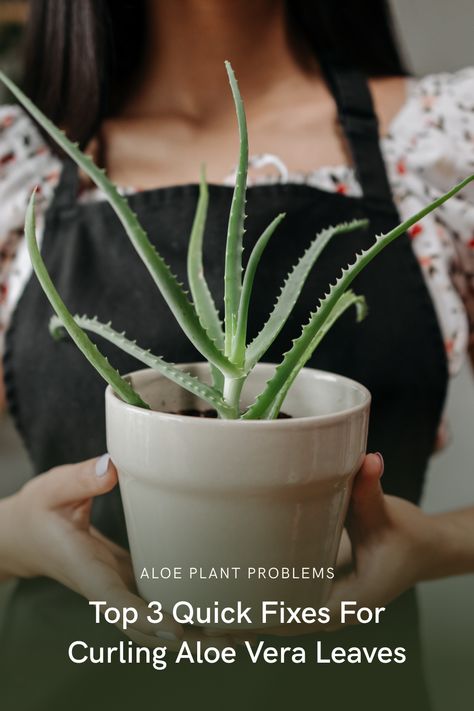 Are you a proud Aloe Vera plant parent, but noticing curling leaves on your beloved plant? This comprehensive guide covers potential causes of curling leaves on Aloe Vera plants, including overwatering, pests, and environmental factors, along with specific steps to remedy these issues. Even beginner plant parents can learn how to care for their Aloe Vera plants and prevent leaf curling. Don't let your Aloe Vera suffer - read this article and give it the care it deserves! Growing Aloe Vera Plant From Leaf, How To Separate Aloe Vera Plants, How To Keep Aloe Vera Plant Alive, Separating Aloe Vera Plant, Aloe Vera Plant Falling Over, Aloe Vera Care, Leaves Falling, Plant Parent, Aloe Vera Plant