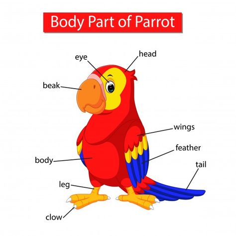 English Primary School, Ingles Kids, Parts Of Body, Animals Name In English, Animal Lessons, Animal Body Parts, All About Me Preschool, Learning English For Kids, Flashcards For Kids