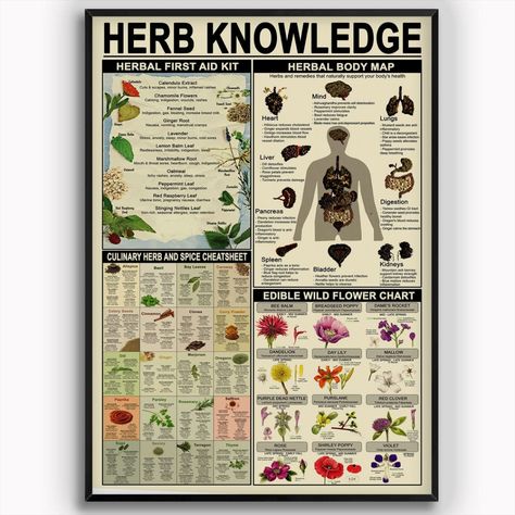 Herb Knowledge Metal Tin Signs Herbal First Aid Kit Infographic Poster Pharmacist Study Guide Tin Plaque Home Pharmacy Office Kitchen Wall Decor 8x12 Inches Herbal First Aid Kit, Herbal First Aid, Flower Chart, Farm School, Infographic Poster, Body Map, Bar Coffee, Herbs For Health, Tin Metal