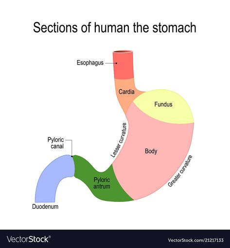 Anatomy Of Abdomen, The Stomach Anatomy, Structure Of Stomach, Stomach Diagram Anatomy, Esophagus Diagram, Esophagus Anatomy, Stomach Diagram, Stomach Anatomy, Human Physiology