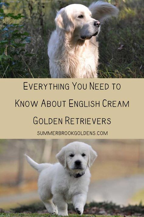 Find out everything that you need to know about English Golden Retrievers which are also known as English Cream Golden Retrievers. Are they different from American Golden Retrievers? What are their temperaments like? Are they a healthy breed? Get all of the answers here. English Cream Retriever, Golden Retriever Cream, English Cream Golden Retriever Puppy, Cream Golden Retriever Puppy, English Retriever, Golden Retriever English Cream, English Golden Retriever Puppy, American Golden Retriever, English Cream Golden Retriever