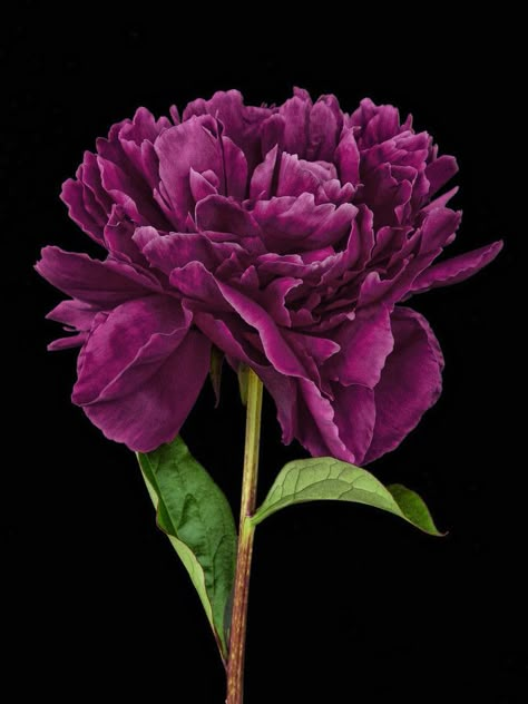 Double Peony, Dresses Images, Flowery Wallpaper, Peony Flower, Botanical Flowers, All Flowers, Exotic Flowers, Beautiful Blooms, Amazing Flowers