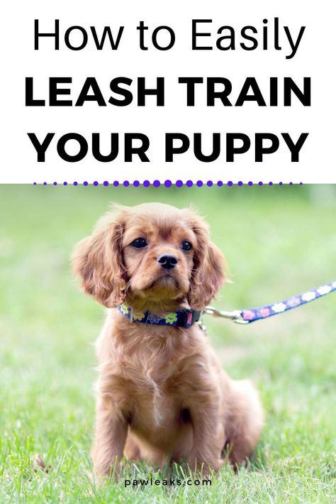 Puppy Walking Training, Train A Dog To Walk On A Leash, Teach Puppy To Walk On Leash, Pet Training Tips, How To Teach A Puppy Its Name, Training A Puppy To Walk On A Leash, Things To Train Your Puppy, Best Dog Leash, How To Train A Puppy To Walk On A Leash