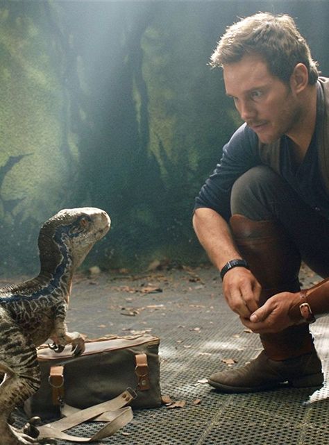 Jurassic World Chris Pratt, Jurassic World Wallpaper, Jurassic Movies, Blue Jurassic World, Jurassic World Movie, New Jurassic World, Jurassic Park Movie, Jurrasic Park, Jurassic World Fallen Kingdom