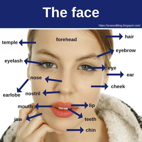 Face Vocabulary, Human Body Vocabulary, English Word Book, Learning English For Kids, English Learning Spoken, Conversational English, English Vocab, English Verbs, Learn English Grammar