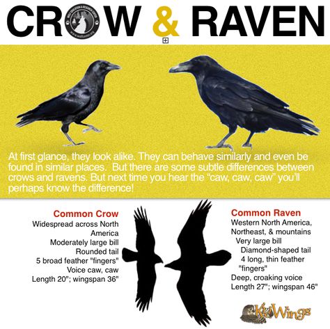 Crow or Raven? The crow's tail feathers are basically the same length, so when the bird spreads its tail, it opens like a fan. Ravens, however, have longer middle feathers in their tails, so their tail appears wedge-shaped when open. Listen closely to the birds' calls. Crows give a cawing sound. Crow And Raven, Feathers Tattoo, Common Crow, Black Crows, Quoth The Raven, Jackdaw, Raven Art, Crows Ravens, The Crow