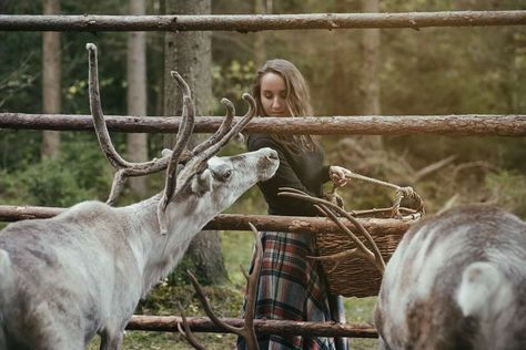 Deer Farming: The Complete Guide to Raising Deer for Meat Deer Farming, Feeding Reindeer, Yard Planning, Raising Sheep, Willow Bay, Farm Dream, Eco Farm, Deer Farm, Homesteading Animals