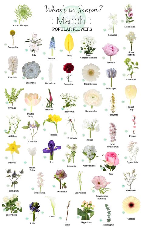 Flowers In Season, Flower Shopping, Bouquet Champetre, July Flowers, Floral Crafts, Flower Chart, April Flowers, Different Types Of Flowers, Flower Guide