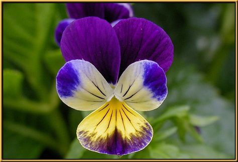 Violas Johnny Jump Up Johnny Jump Up, Fall Perennials, Lily Bulbs, Amaryllis Bulbs, Wonderful Nature, Fall Bulbs, Full Sun Plants, Attracting Bees, Chickadees