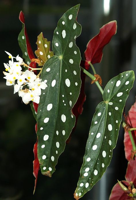 Begonia Maculata, Plant Goals, Plant Mama, Plants Are Friends, Deco Nature, Inside Plants, Unusual Plants, House Plants Decor, House Plants Indoor