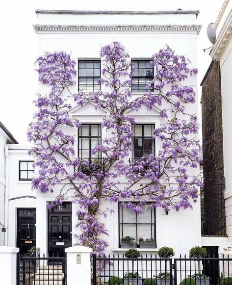 Trying to choose which trailing plant to add to the exterior of my home. Top 4 picks for plants on the trellis were: Wisteria, Ivy, Confederate Jasmine, & Crawling Roses. I’m going to take a poll. Today’s poll is Wisteria vs Ivy. Which do you prefer? Veranda Magazine, Cute Dorm Rooms, South Kensington, Room Transformation, London Photos, Farmhouse Homes, Cool Rooms, Wisteria, Home Look