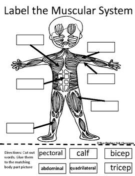 Body Systems Cut and Paste Worksheets Preschool Muscles Activity, Muscular System Worksheet, Muscles Worksheet, Muscular System For Kids, Muscular System Activities, Human Body Lesson, Digital Worksheets, Human Body Worksheets, Human Body Unit