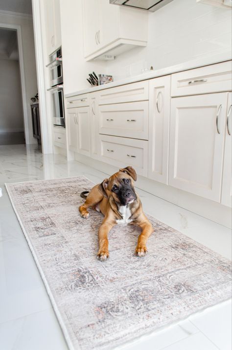 Bruno loves his non slip @ruggable Rug! The best part is if he has an accident on it, we simply remove the machine washable cover and problem solved!🤩 We love our 2.5’ x 7’ Sarrah Hazel Ruggable Rug♥️ Sarrah Hazel Ruggable, Rugs Washable, Ruggable Rug, Problem Solved, Washable Rug, Perfect Rug, Washable Area Rugs, Washable Rugs, Animals For Kids