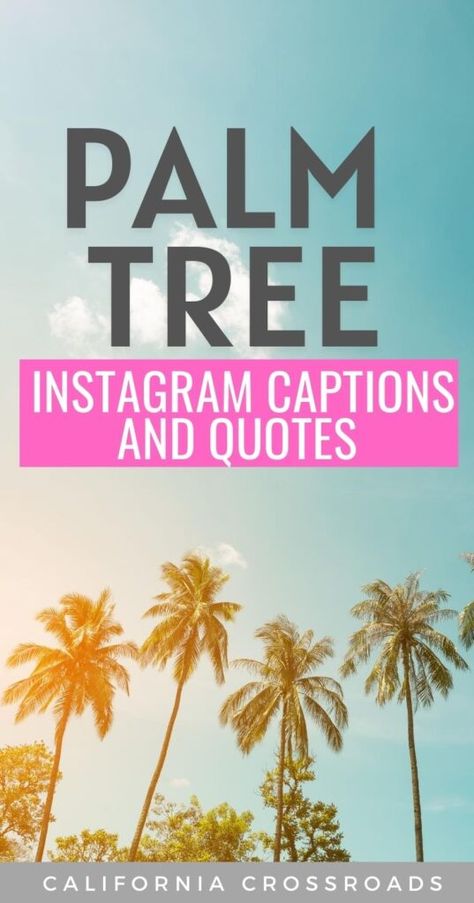 50 Chilled-Out Palm Tree Quotes & Captions for Instagram Palm Tree Quotes Inspiration, Coconut Tree Captions Instagram, Palm Tree Captions Instagram, Tree Instagram Captions, Palm Quotes, Palm Tree Pics, Tree Captions, Captions Instagram Short, Tropical Quotes