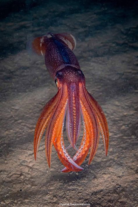 Squid Photography, Photography Underwater, Octopus Squid, Nikon D500, Ocean World, Sea Of Japan, Ocean Creatures, Underwater Photography, Sea Creatures