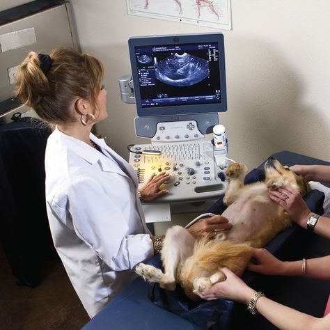 Dog Ultrasound, Degree Aesthetic, Vet Pictures, Vet School Motivation, Veterinarians Medicine, Vet Tech School, Vet Technician, Large Animal Vet, Ultrasound Machine