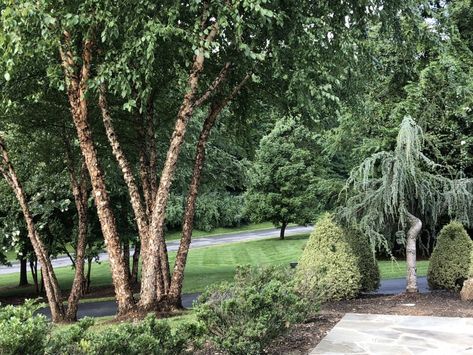 Removing the lower branches of trees allows the beautiful bark to be more visible River Birch Trees Landscape, Weeping Birch, River Birch Trees, Branches Of Trees, Birch Trees Landscaping, Weeping Cherry Tree, River Birch, Myrtle Tree, White Birch Trees