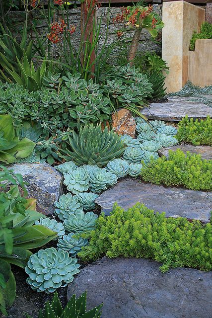 Succulent garden ideas Tanaman Sukulen, Cabin Garden, Tanaman Pot, نباتات منزلية, Saint Thomas, Desain Lanskap, Diy Gardening, Have Inspiration, The Secret Garden