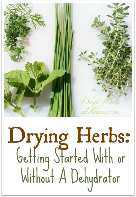 Drying Herbs: Getting Started With Or Without A Dehydrator. #home #diy #howto #ideas #tips #lifestyle #healthy #herbs #herbal #plants #garden #dehydrator #drying #frugal #thrifty #homemade #homemaking #green #homestead #homesteading #sustainable #natural #wellness #creative #crafts #crafting #offgrid #naturalliving #rosemary #mint #oregano #sage #cilantro #oven #thyme #leaves #plans #flavors via @deeprootsathome Dehydrator Herbs, Drying Thyme, Gardening Herbs, Home Medicine, Healthy Wellness, Types Of Herbs, Herbal Plants, Healthy Herbs, Deep Roots