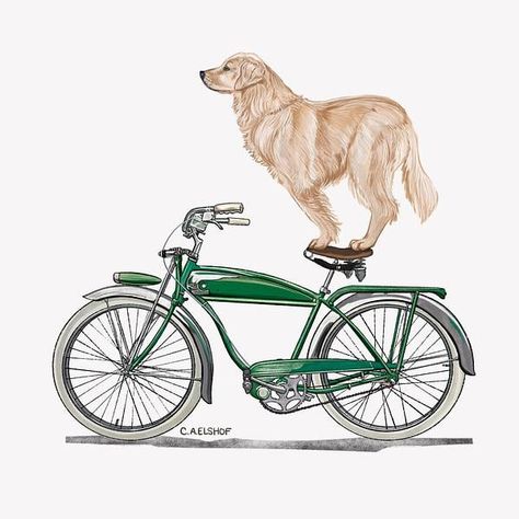 Golden Retriever On Bicycle  at ArtfullyWalls, undefined Golden Retriever Print, Room Collage, Golden Retriever Art, Product Ads, Artfully Walls, Modern Gallery Wall, Modern Monochrome, Artist Wall, Vintage Bicycle